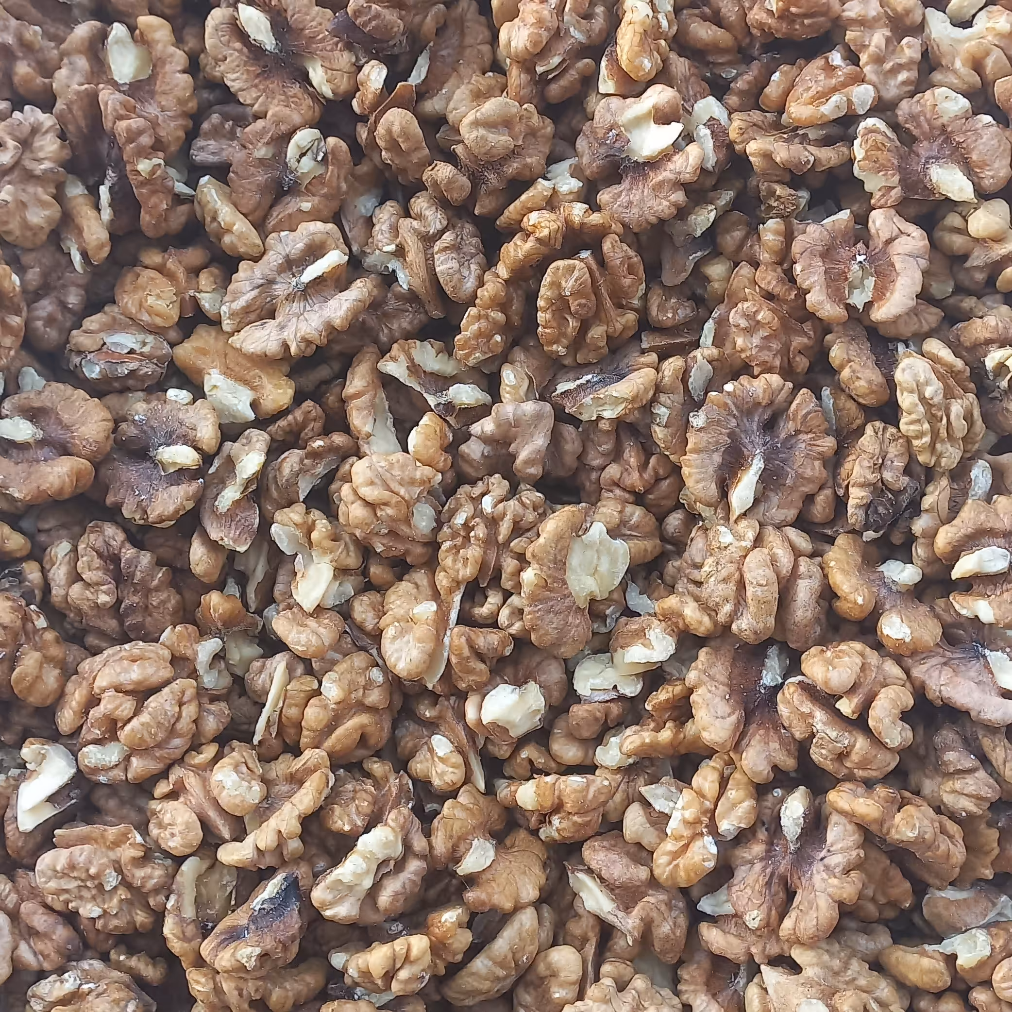 مغز گردوی ایرانی B