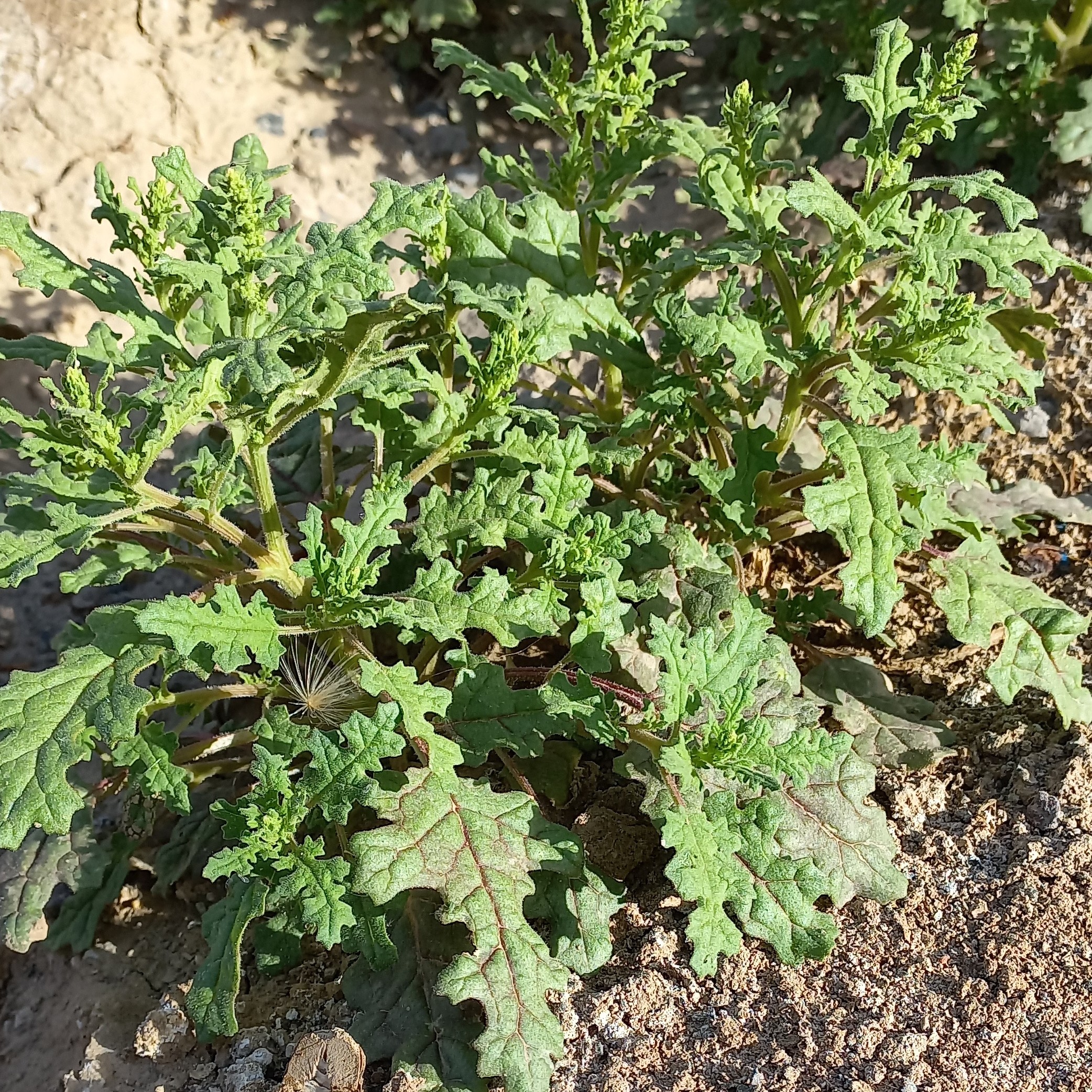 درمن ترکی(10 گرمی)مناسب دل درد و غش و ضعف های مکرر