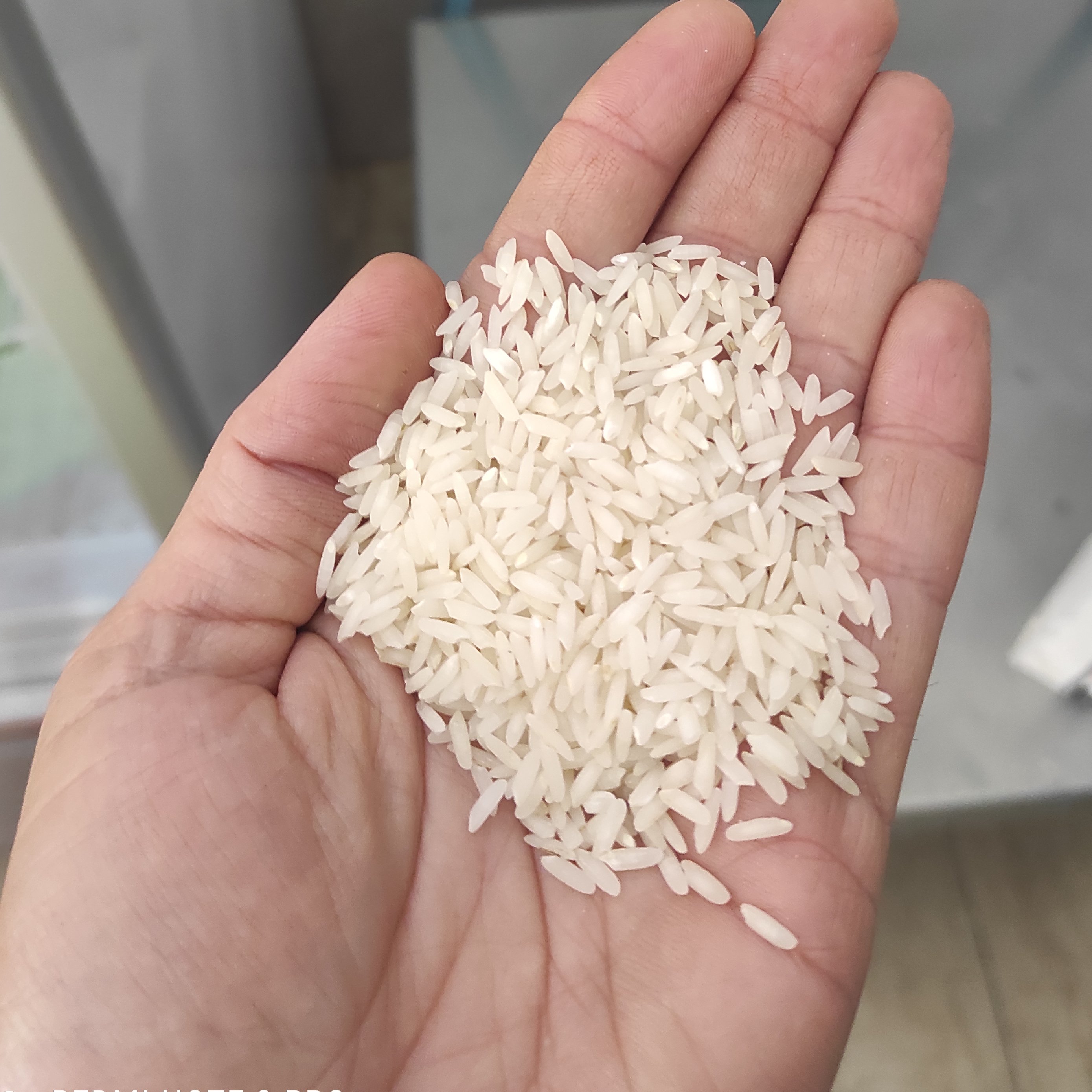 برنج طارم محلی فریدونکنار کشت دوم