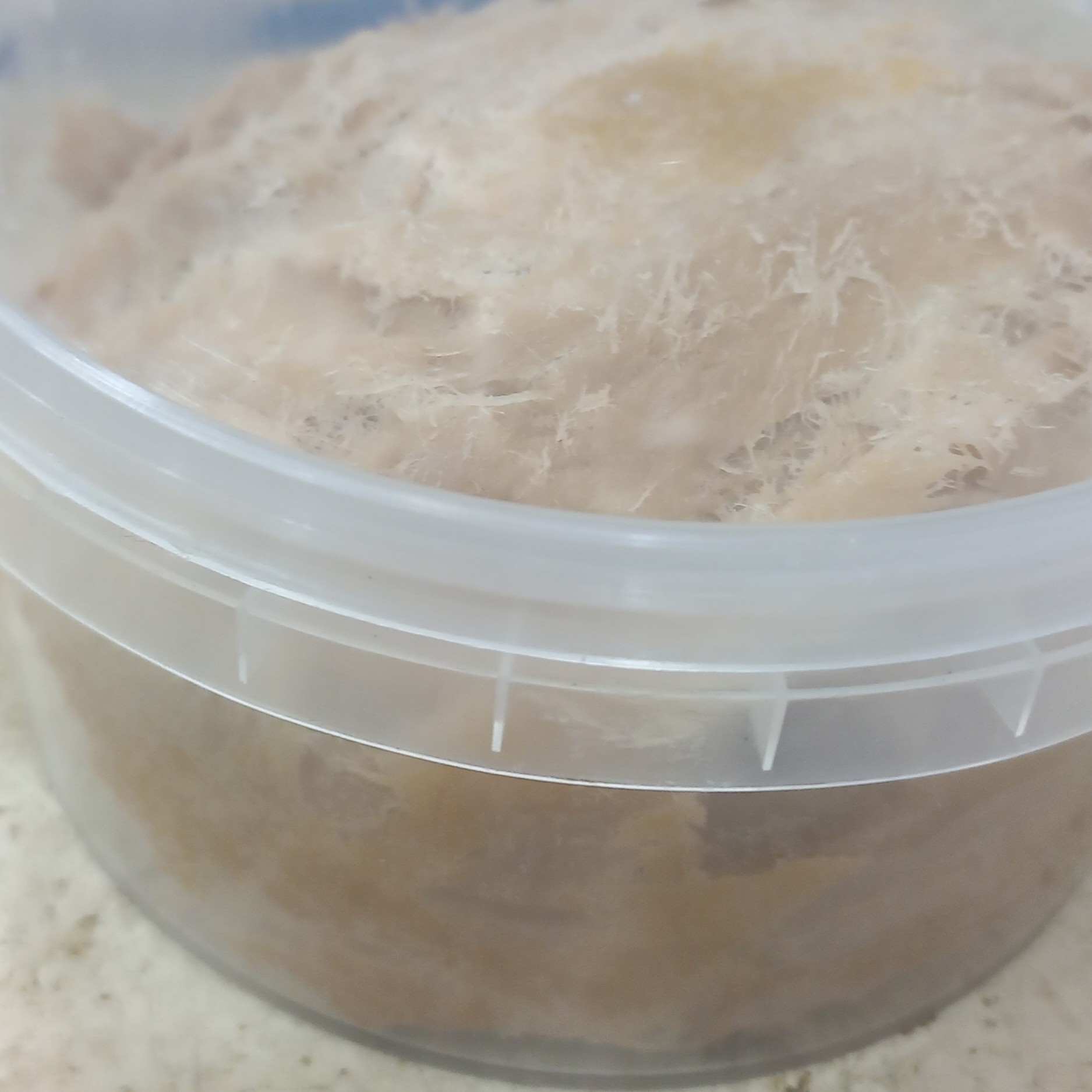 حلوا ارده بروجرد 500گرمی پشمکی