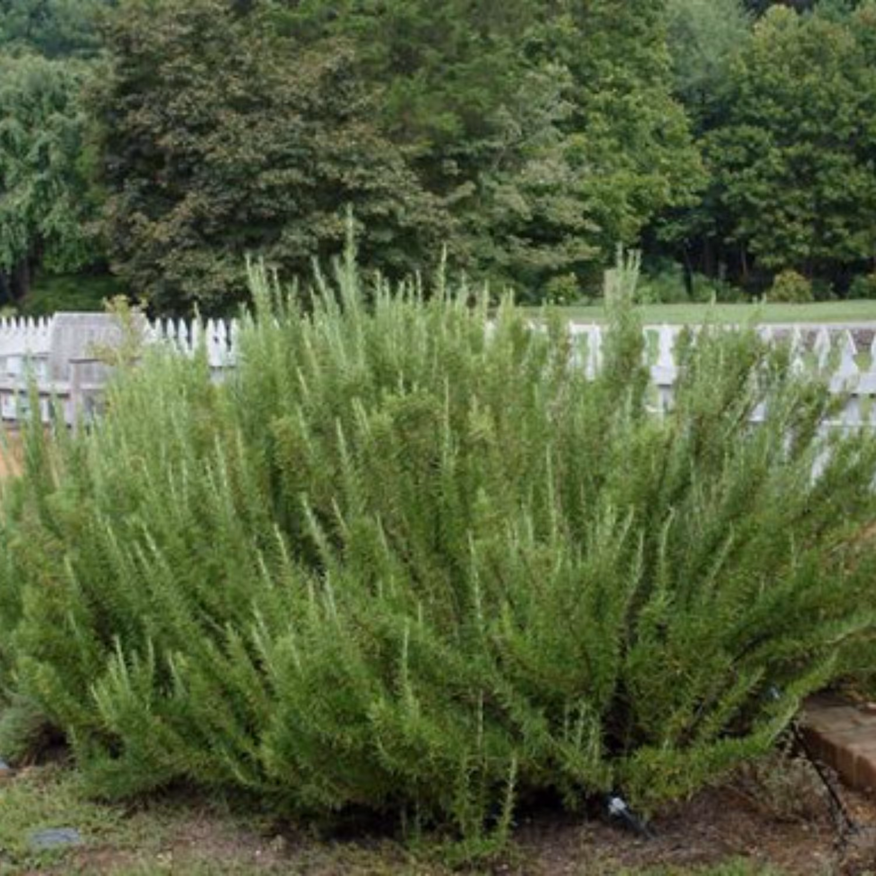بذر آویشن زمستان آلمانی معطر بسته 50 عددی