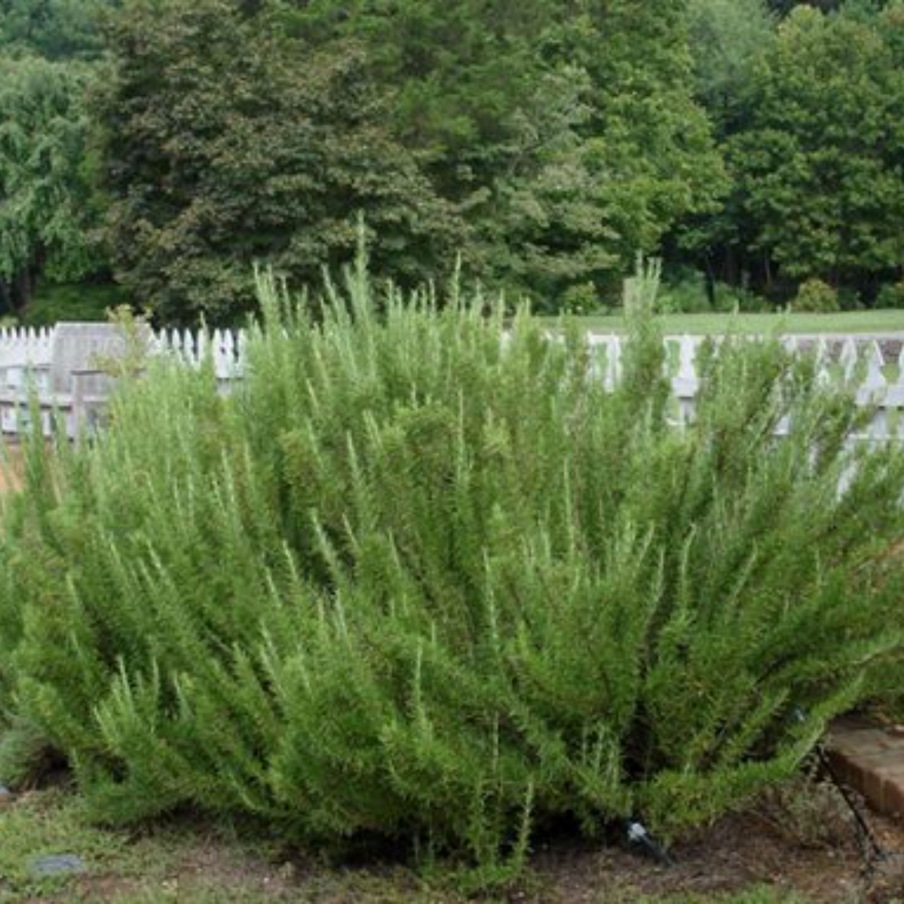 بذر آویشن زمستان آلمانی معطر بسته 50 عددی