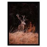 قیمت و خرید تابلو دکوراتیو مدل عکاسی طبیعت و گوزن کد 1536