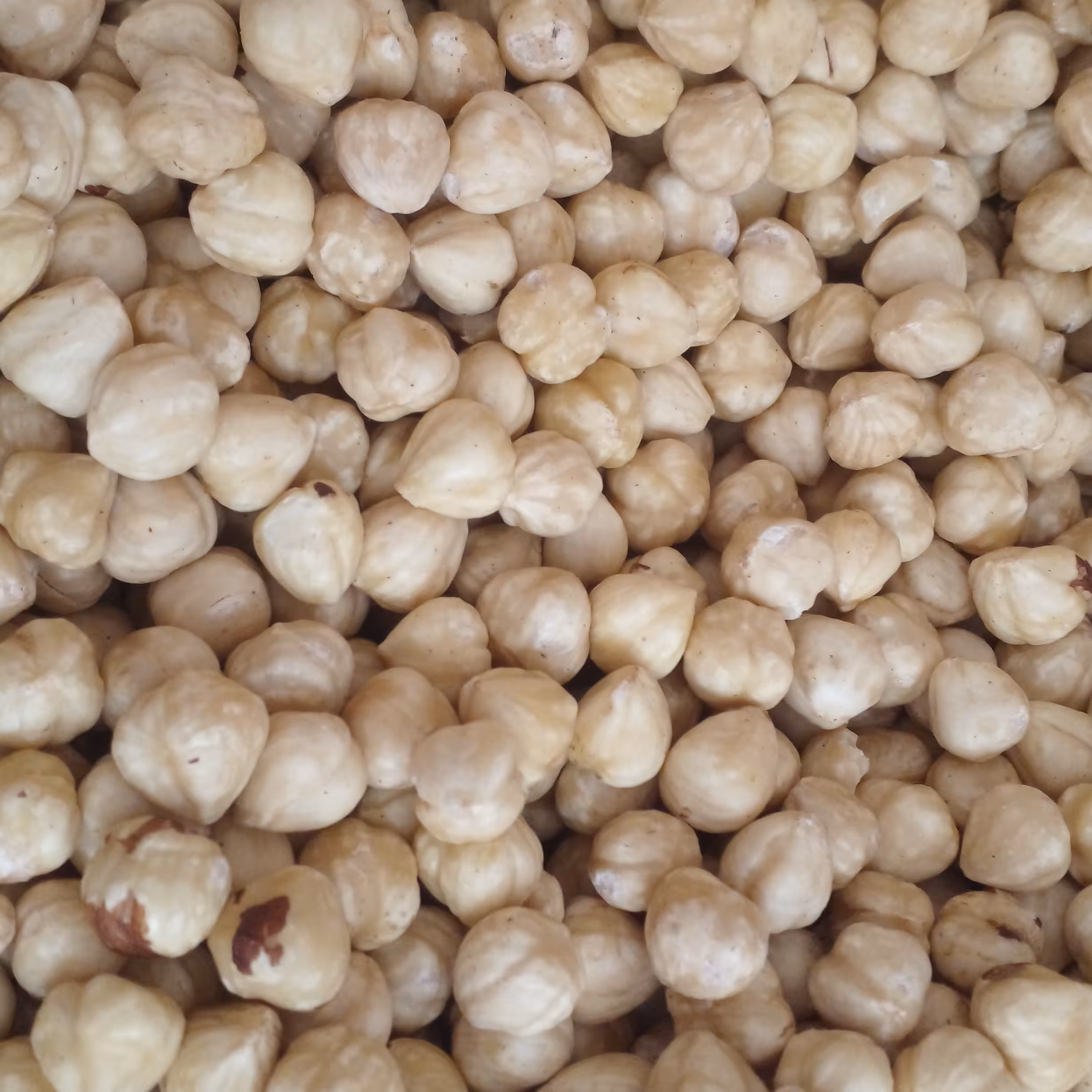 مغز فندق پوست کنده خام  درشت 1401  درجه یک کیفیت خیلی عالی ترد وخوشمزه ارسال رایگان 