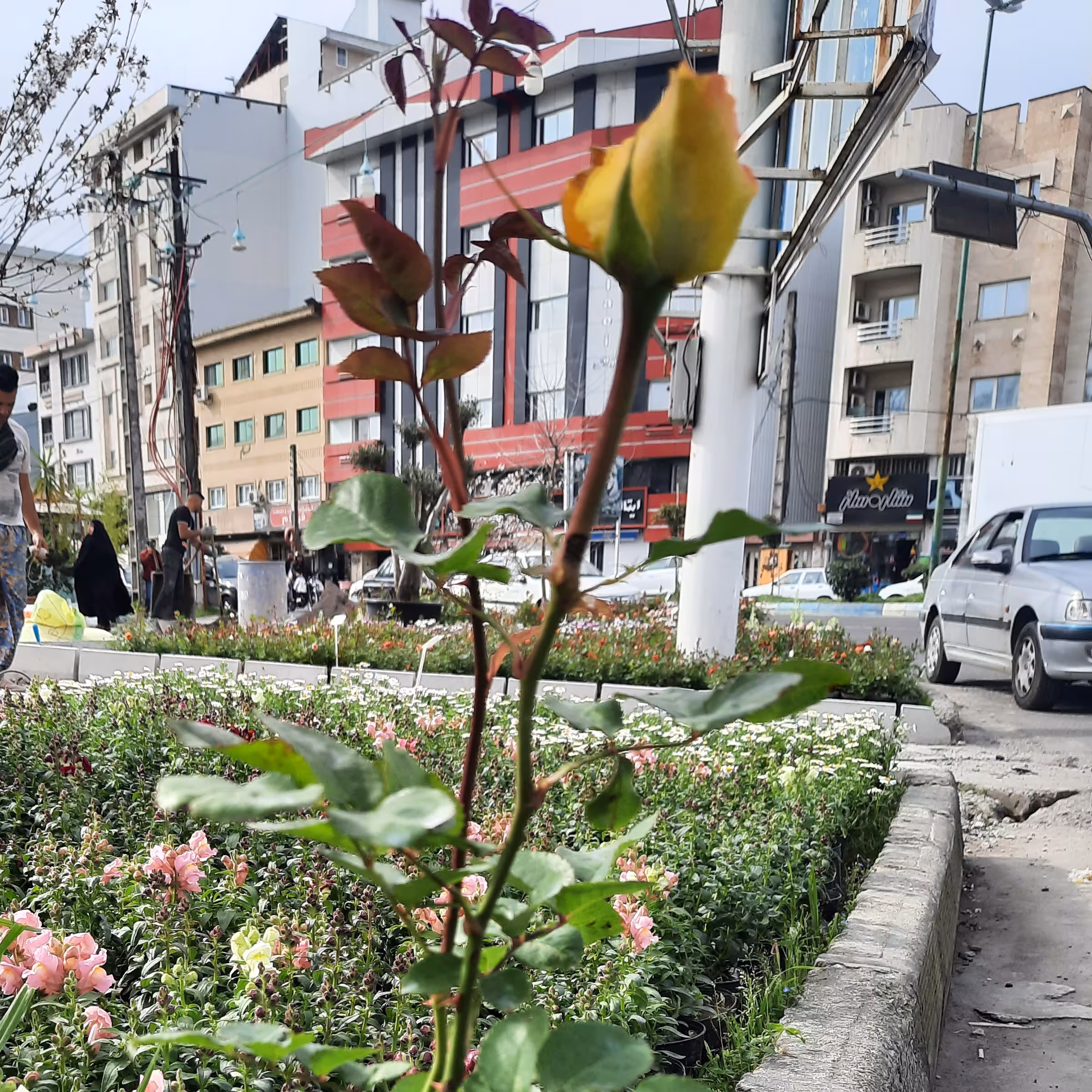 نهال گل رز زرد هلندی