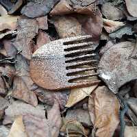 شانه چوبی جیبی دندانه متوسط چوب گردو یک تکه دستساز  چوبکده بید سفید