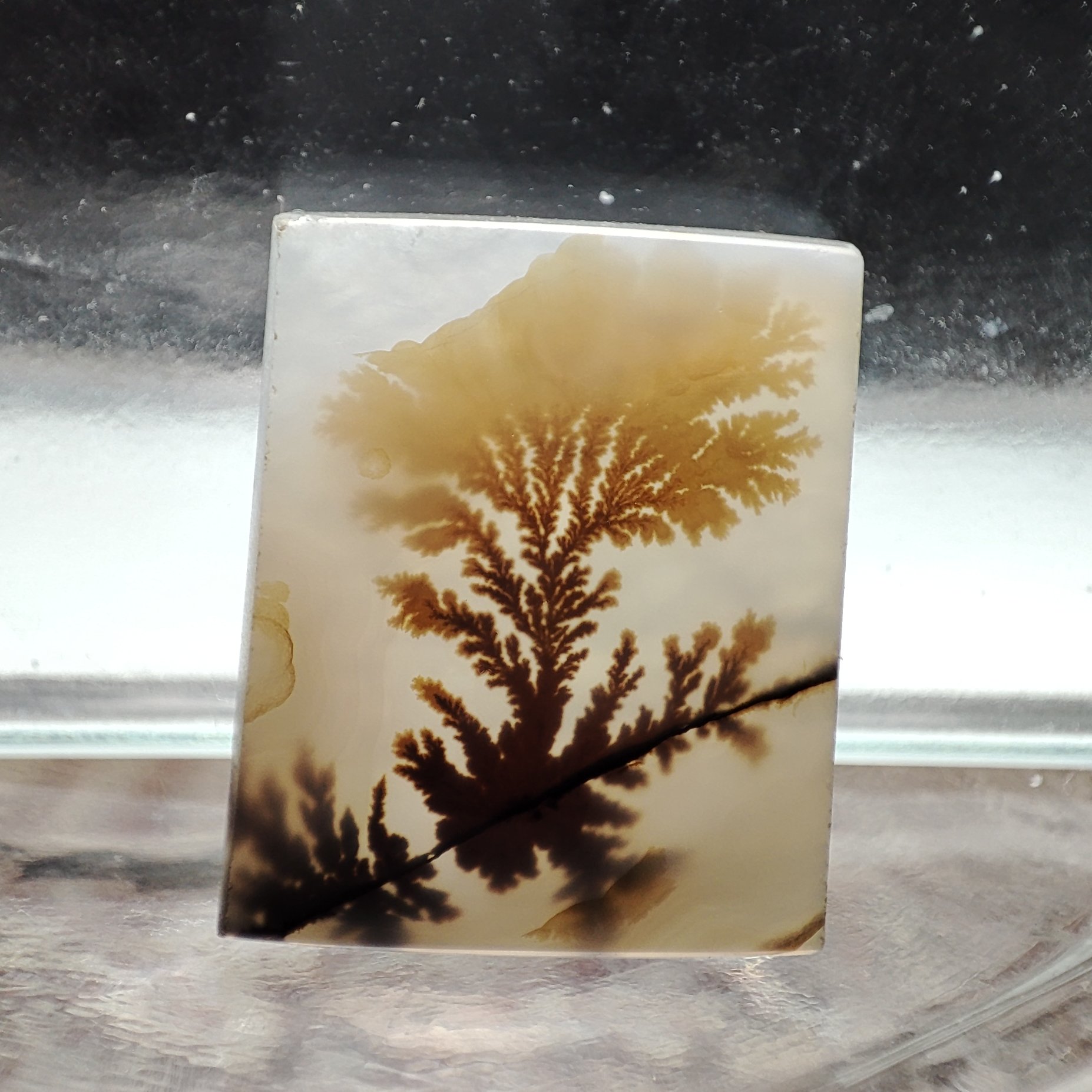 شجر قائن کلکسیونی طبیعی و معدنی کد 802