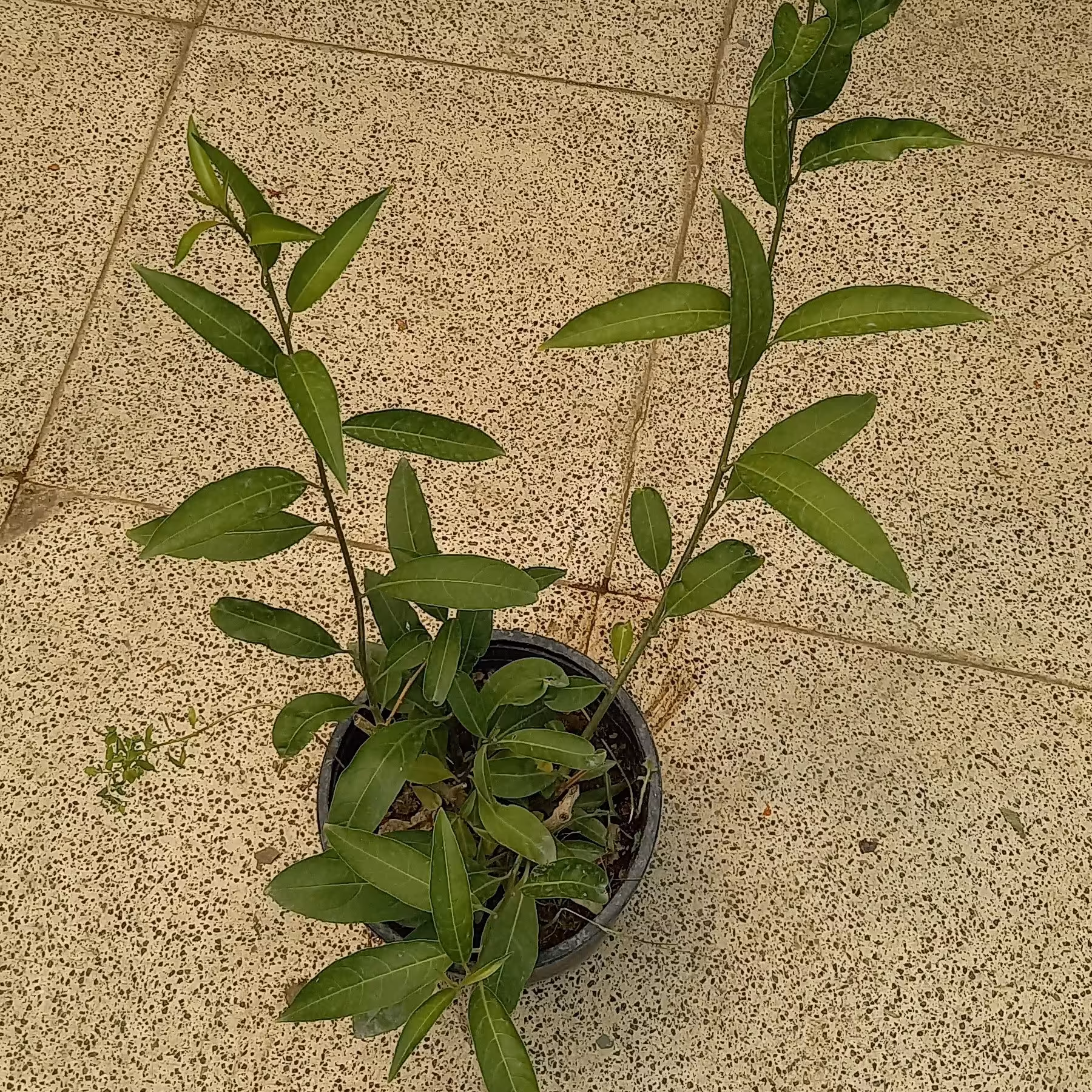 گل محبوبه شب(شب بو)