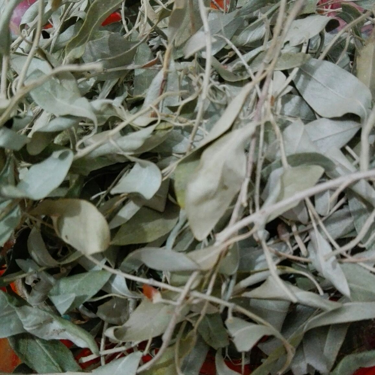 برگ سنجد(ویژه زنان)