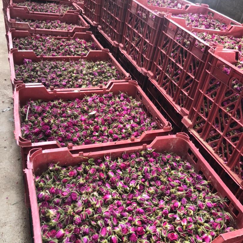 غنچه گل محمدی 