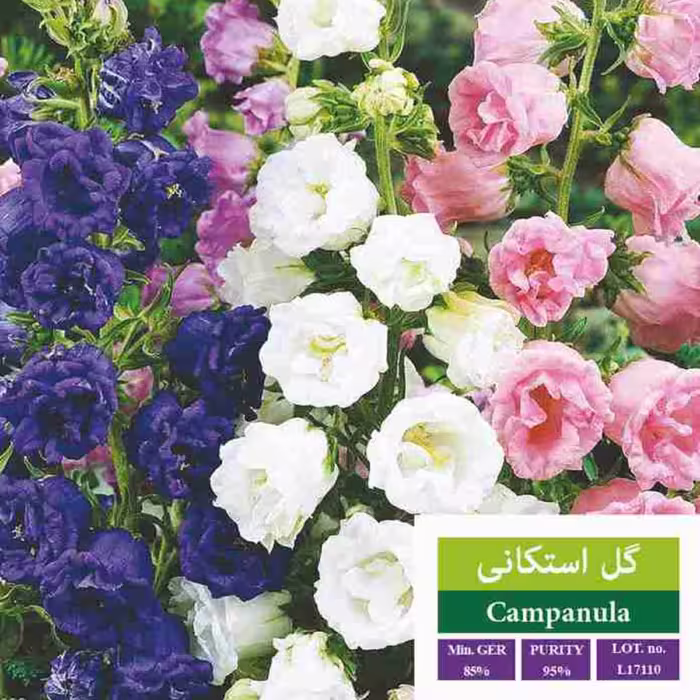 بذر گل استکانی بذر طلایی رویان 