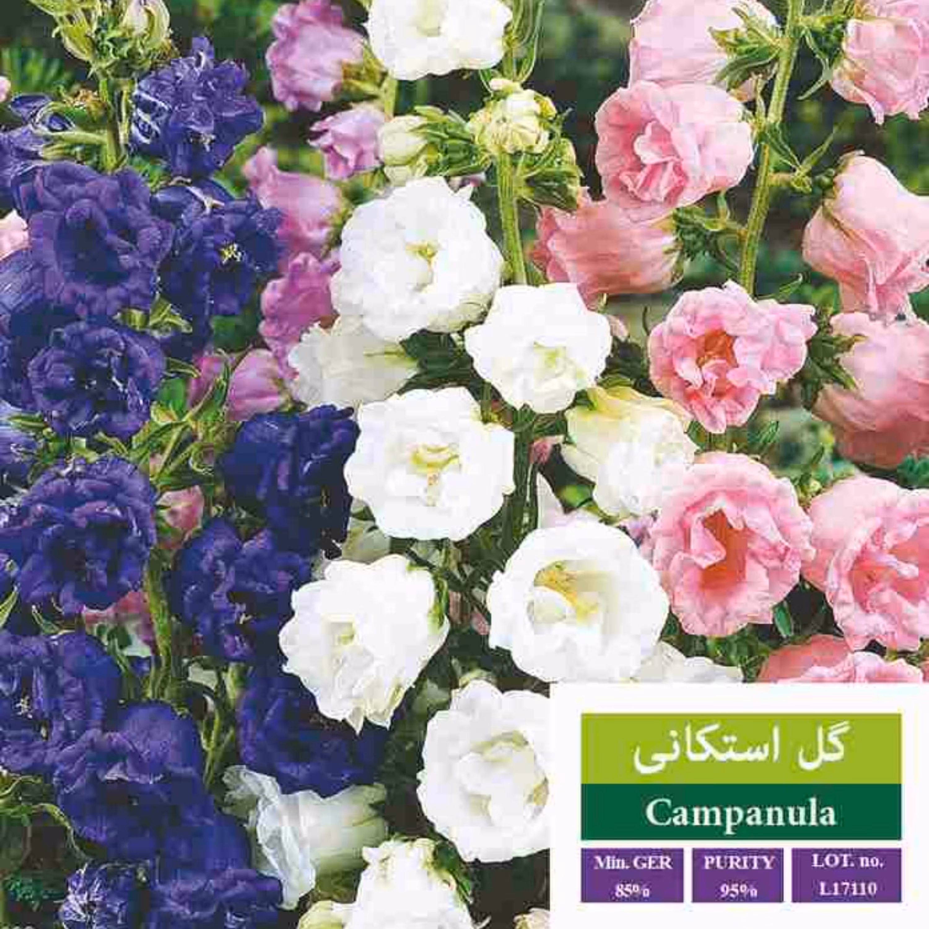 بذر گل استکانی بذر طلایی رویان 