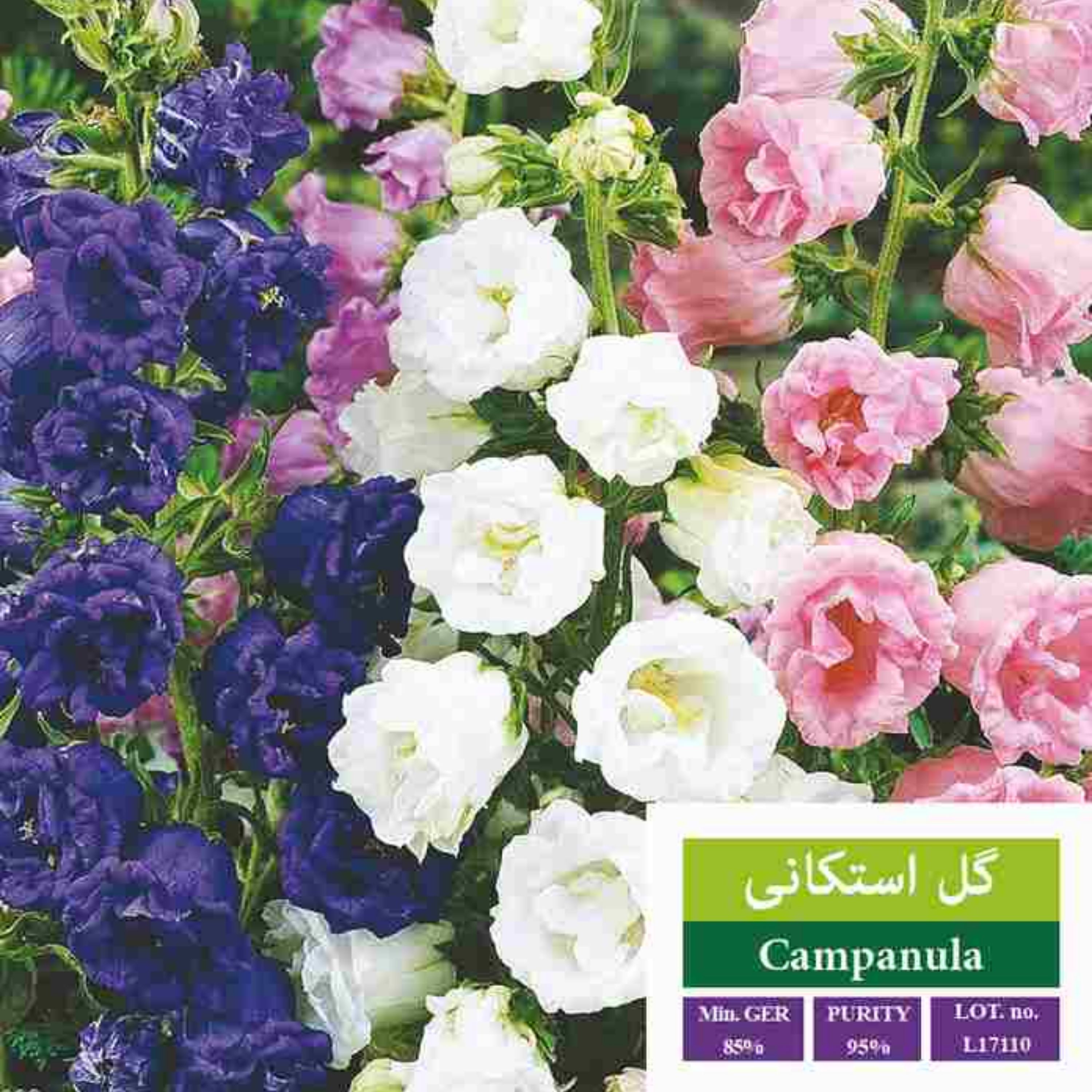 بذر گل استکانی بذر طلایی رویان