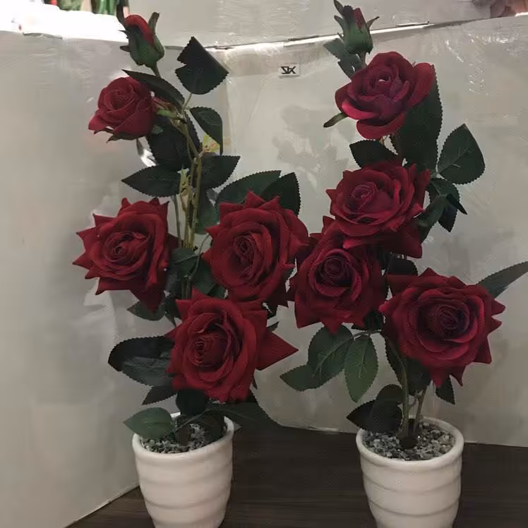 گلدان رز جدید بزرگ