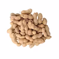 بادام زمینی غلافدار خام تبرک مغان سایز درشت و دستچین و لوکس امسال 10 کیلویی غلاف دار