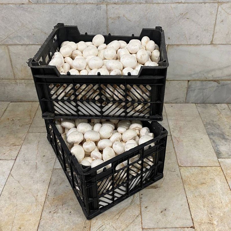 قارچ دکمه ای فله درجه 1 - 5 کیلویی