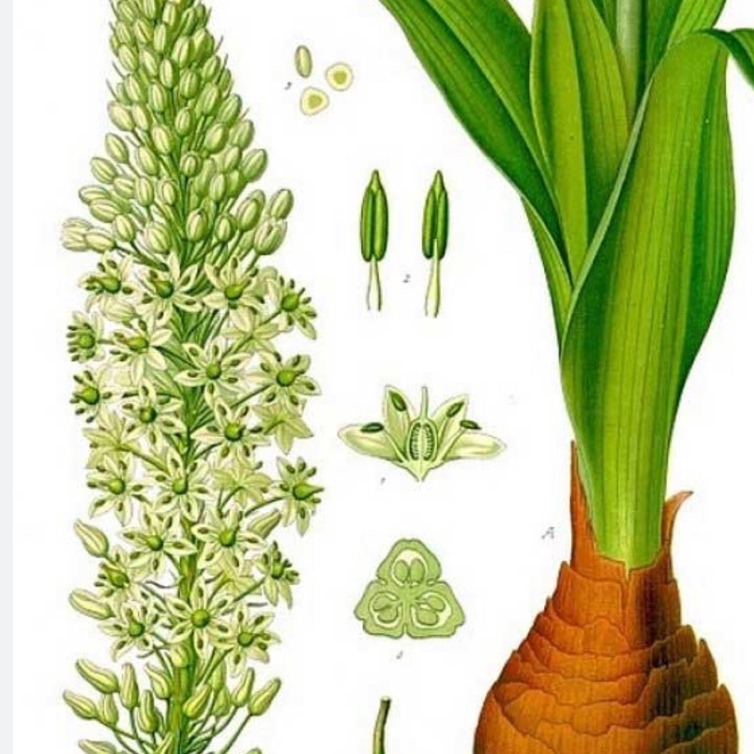 روغن کندش یک لیتری خالص
