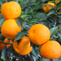 آب نارنج جوشیده خانگی مازند مزرعه 