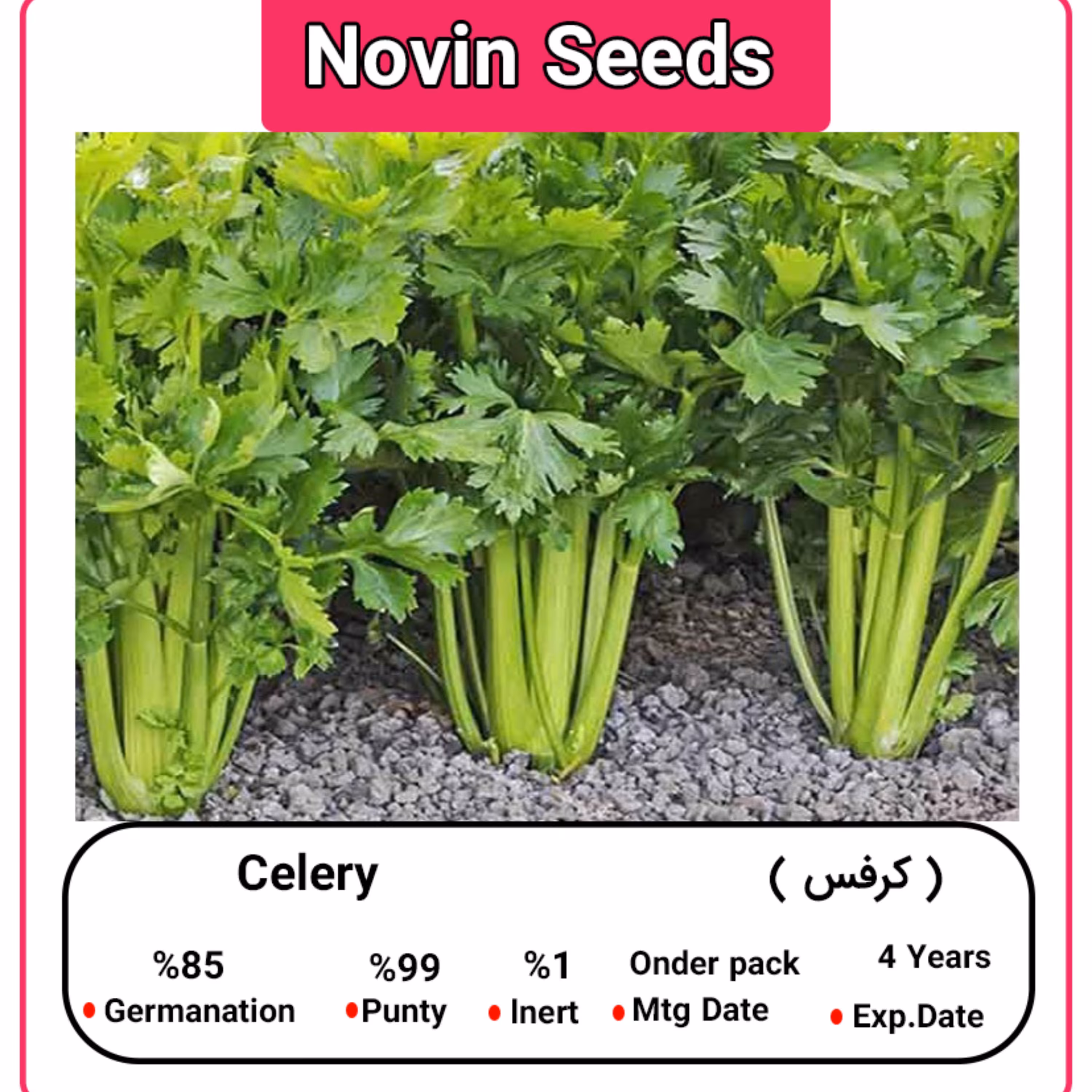 بذر کرفس