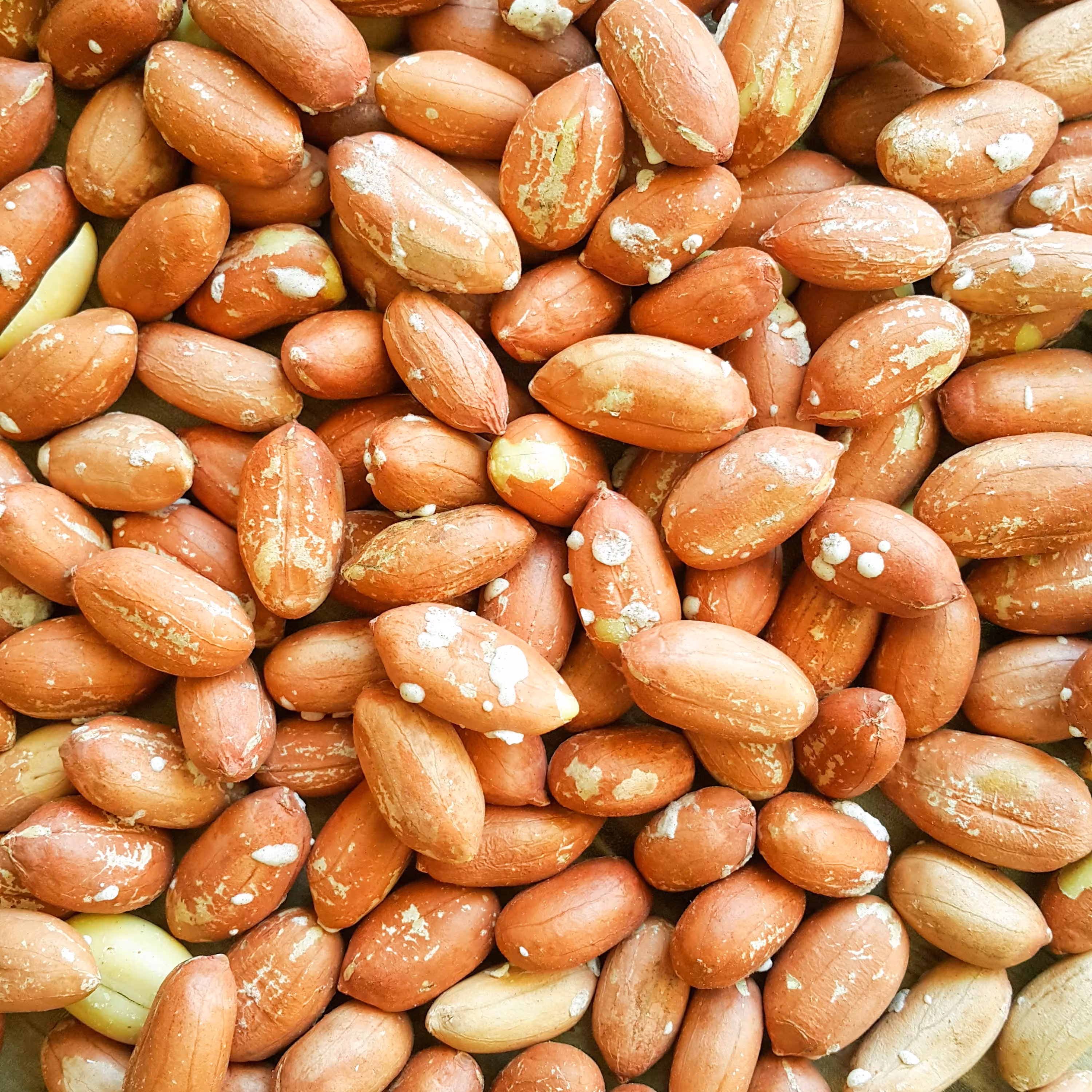 بادام زمینی (10 کیلو) بوداده آستانه