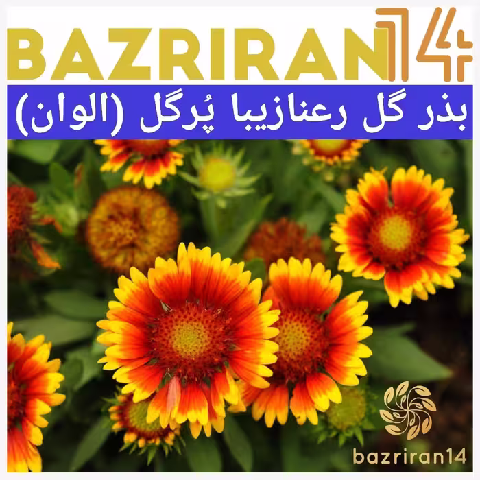 بذر گل رعنا زیبا