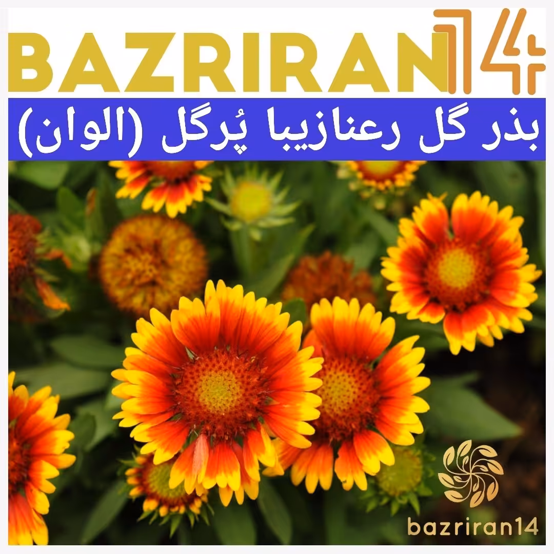 بذر گل رعنا زیبا
