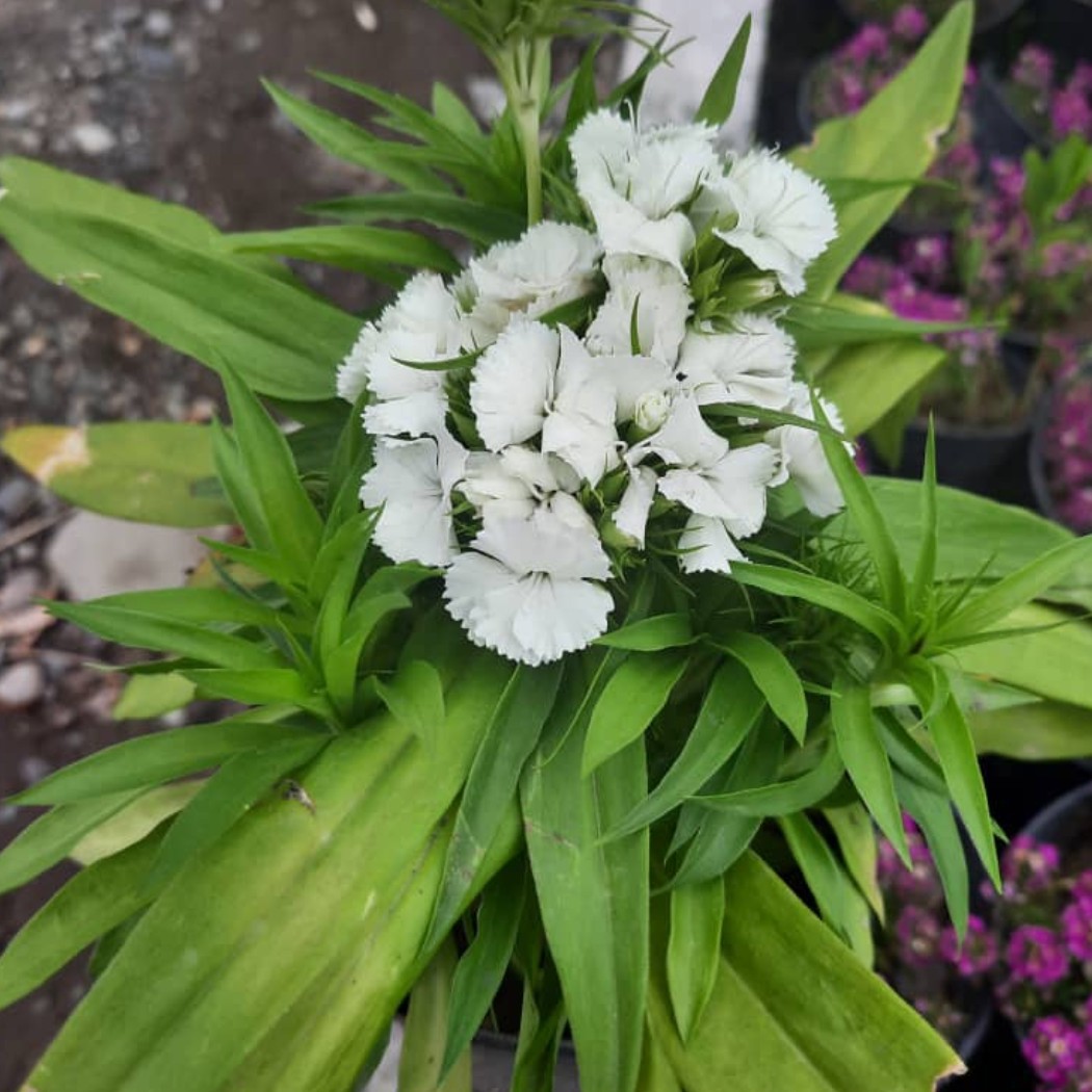 نهال گل قرنفل سفید