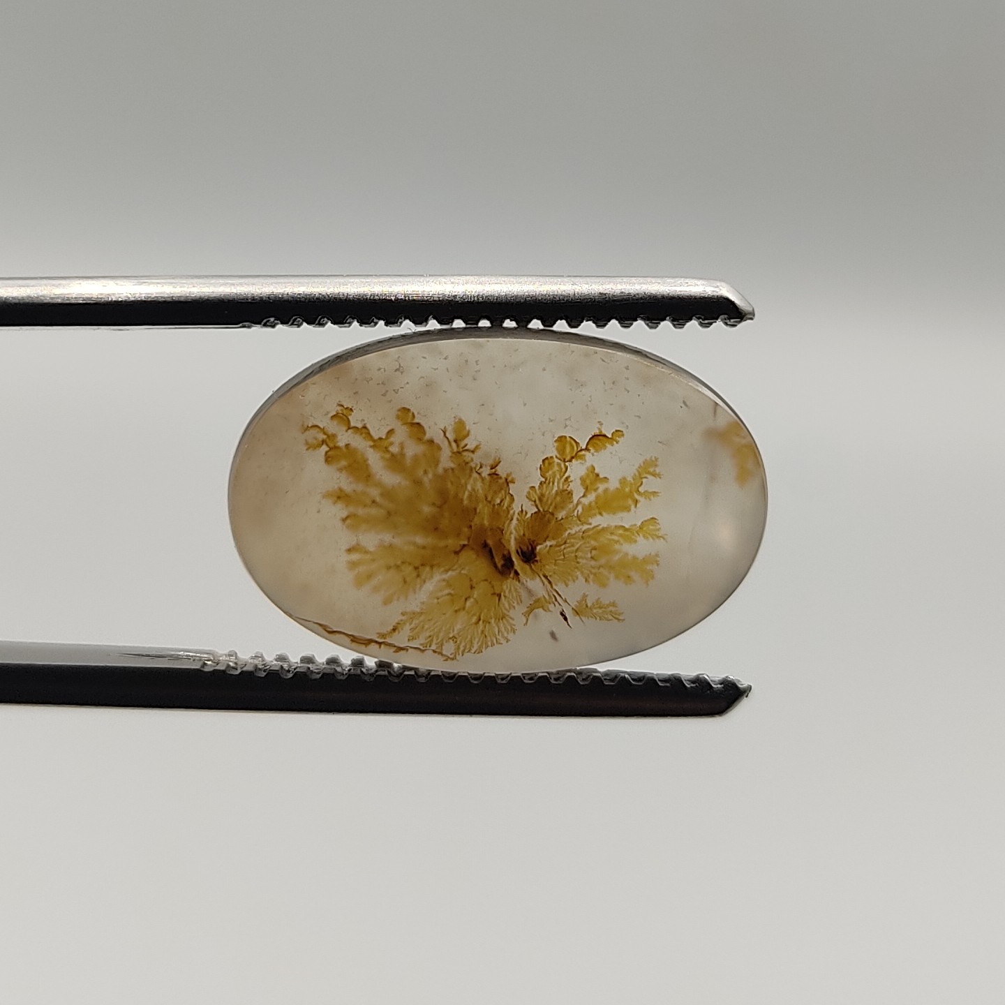 عقیق شجر طبیعی و معدنی خاص کلکسیونی 