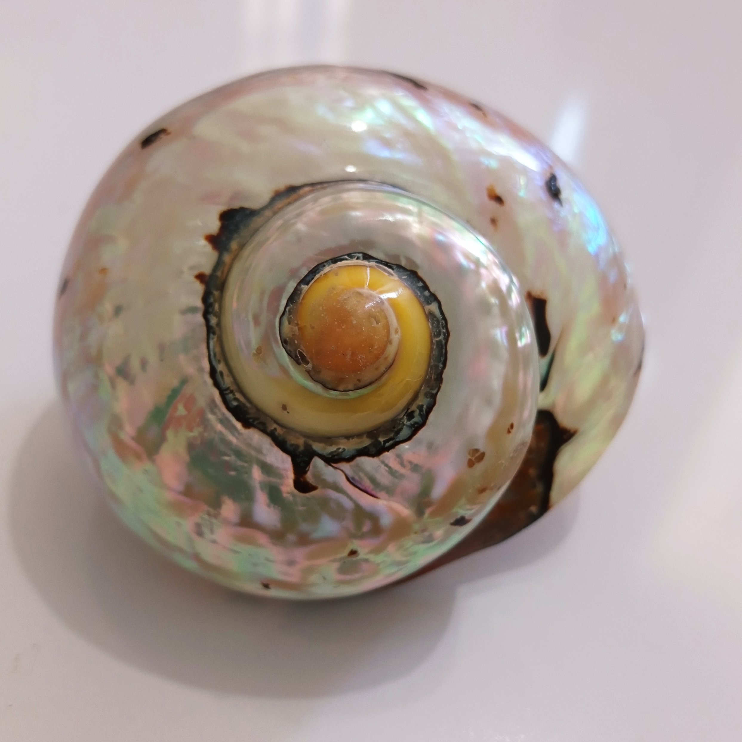 صدف حلزونی فیلیپینی کلکسیونی سایز بزرگ