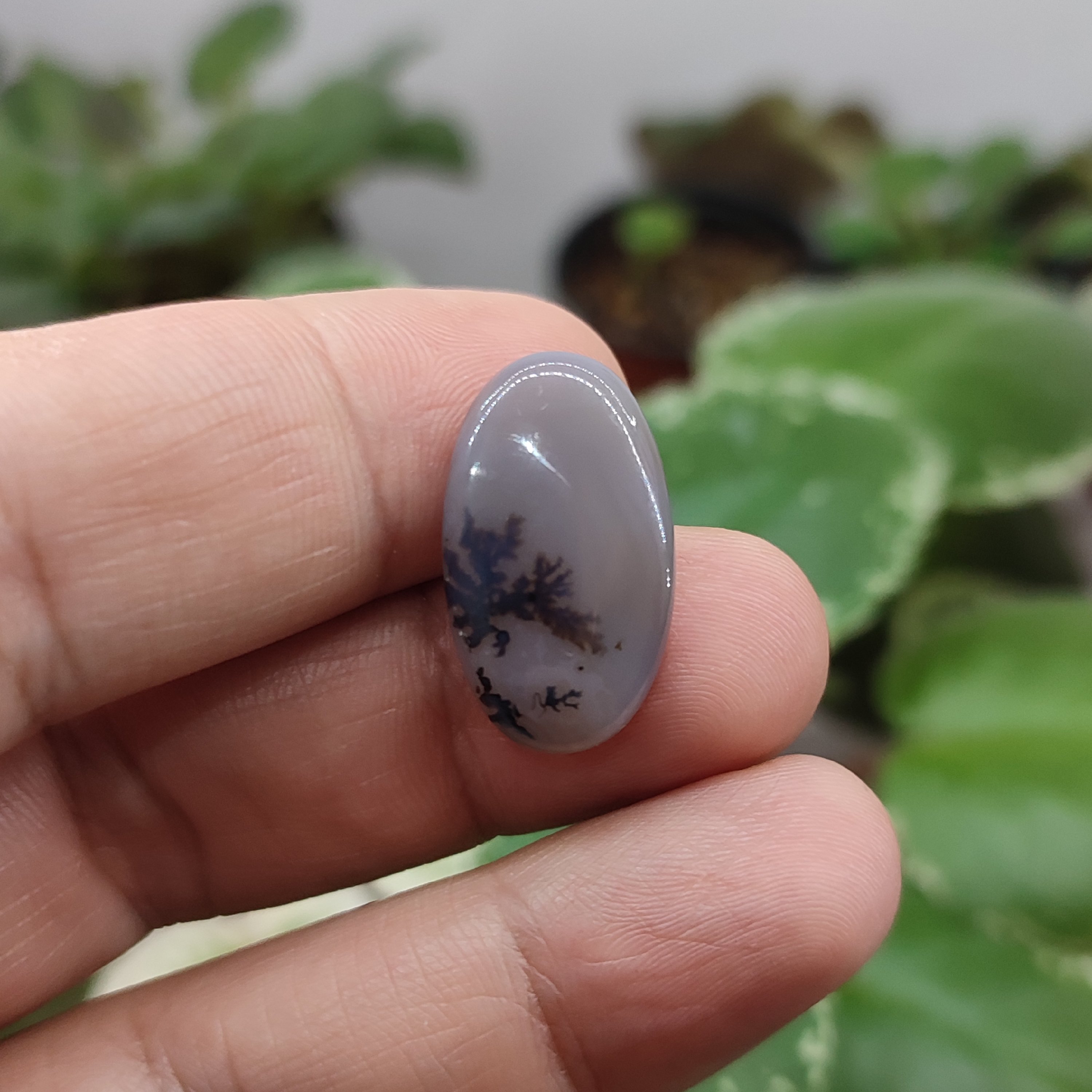  شجر قائن کد11