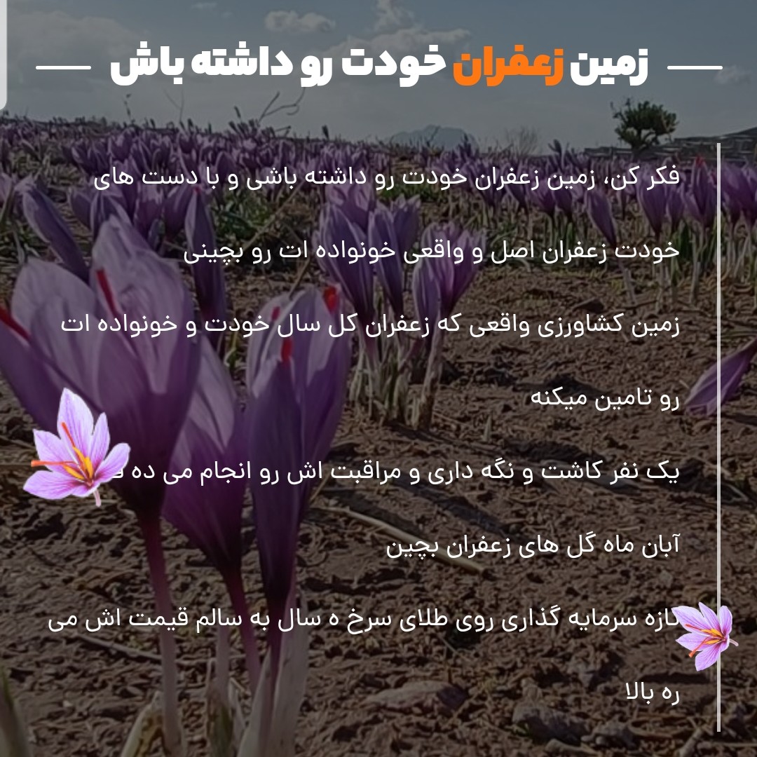 پیاز زعفران طرح مشارکت کاشت زعفران در زمین کشاورزی (پیشنهاد غرفه دار)