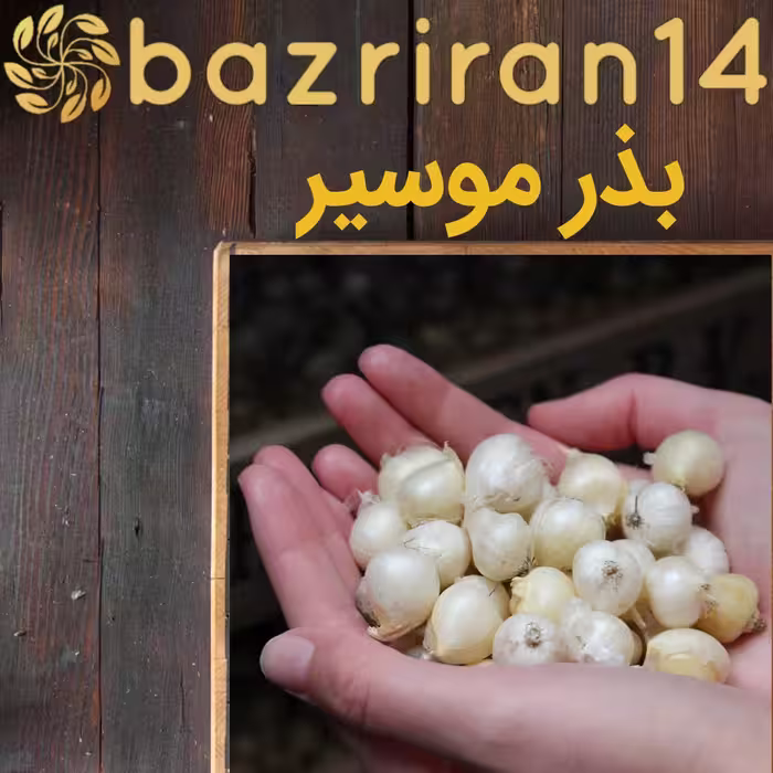 بذر موسیر