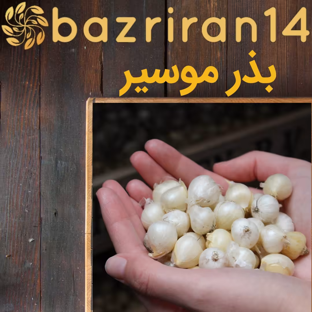 بذر موسیر