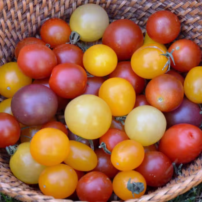 بذر گوجه چری میکس آمریکایی بسته 30 عددی