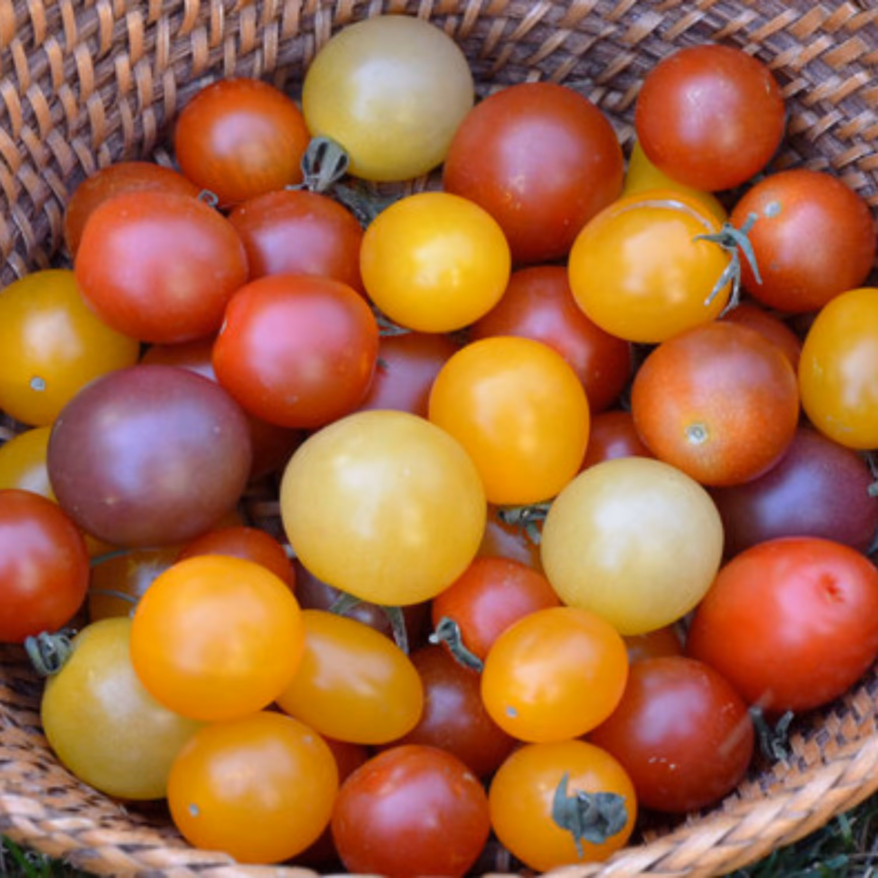 بذر گوجه چری میکس آمریکایی بسته 30 عددی