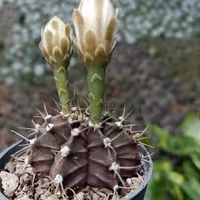 ژمینو شکلاتی(پس کرایه)