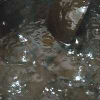 معجون سیاه دانه با شیره خرما