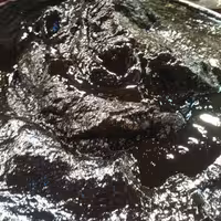 ررب انار  دون سیاه محلی 