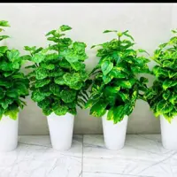 گل مصنوعی درختچه ای استوانه ای قدکاربه همراه گلدان 70سانت برگهاوارداتی قابل شستشو
