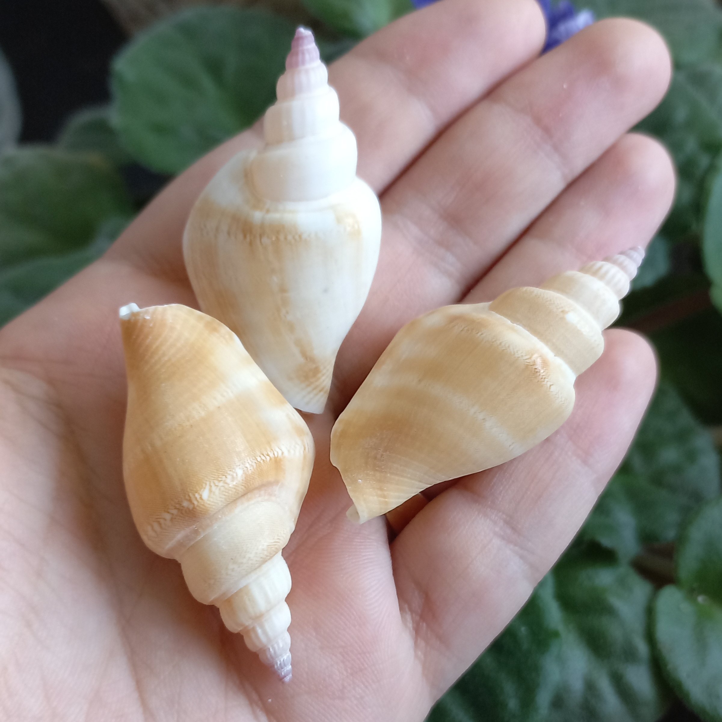 صدف دوکی کوچک (پک 3 عددی)