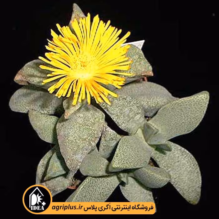 بذر ساکولنت Pleiospilos Magnipunctatus