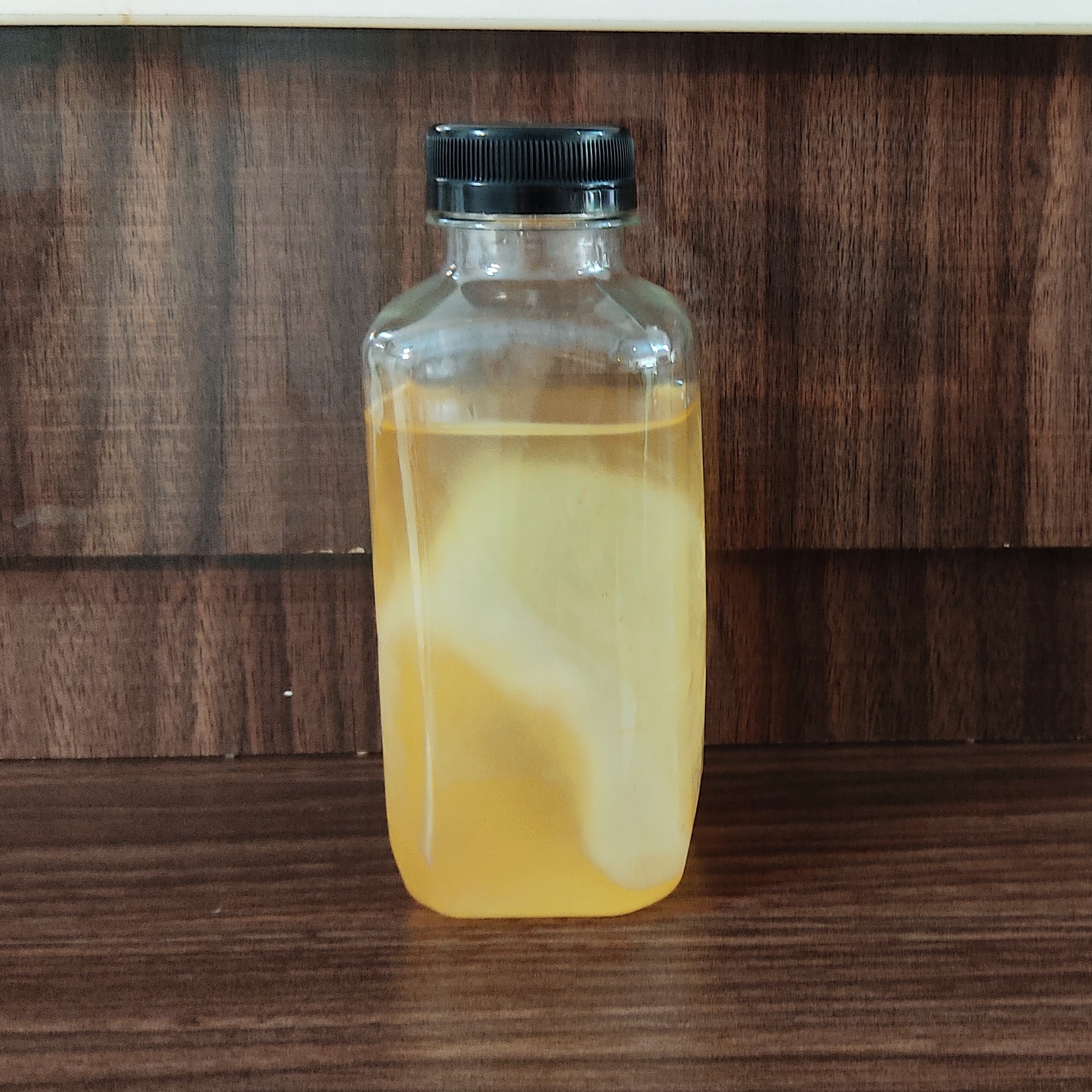 قارچ کامبوجا  همراه با استارتر جهت تولید نوشیدنی کامبوجا