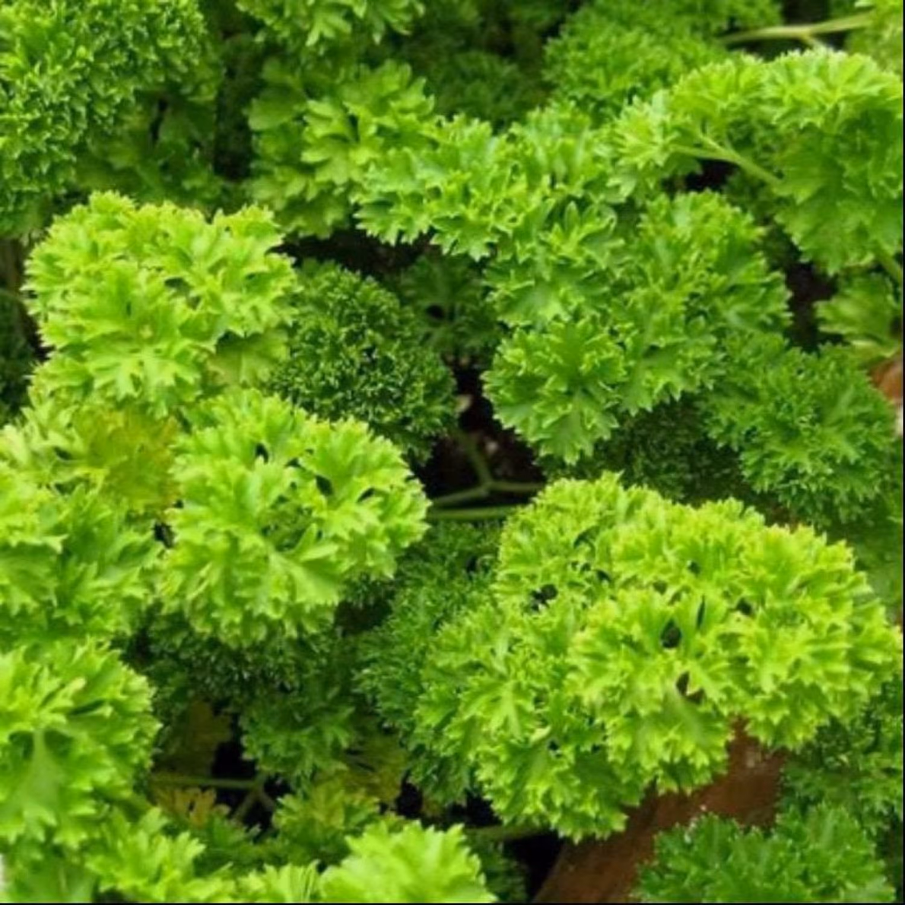 بذر جعفری پیچ ( فر )