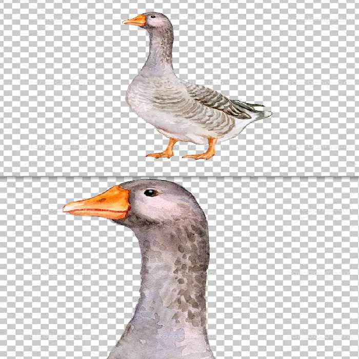 عکس دوربری شده مرغابی | گرافیک با طعم تربچه