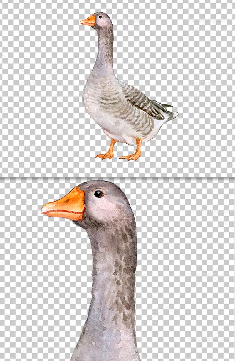 عکس دوربری شده مرغابی | گرافیک با طعم تربچه