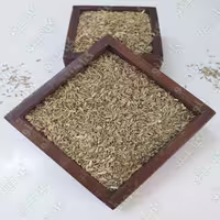 رازیانه ( تخم رازیانه - بادیان ) یک کیلویی گیاهینو - پرفروش ترین رازیانه یک کیلویی باسلام