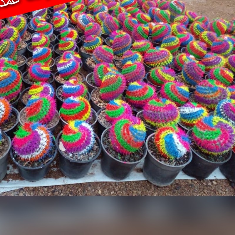 کاکتوس مامیلاریا رنگی سایز 6