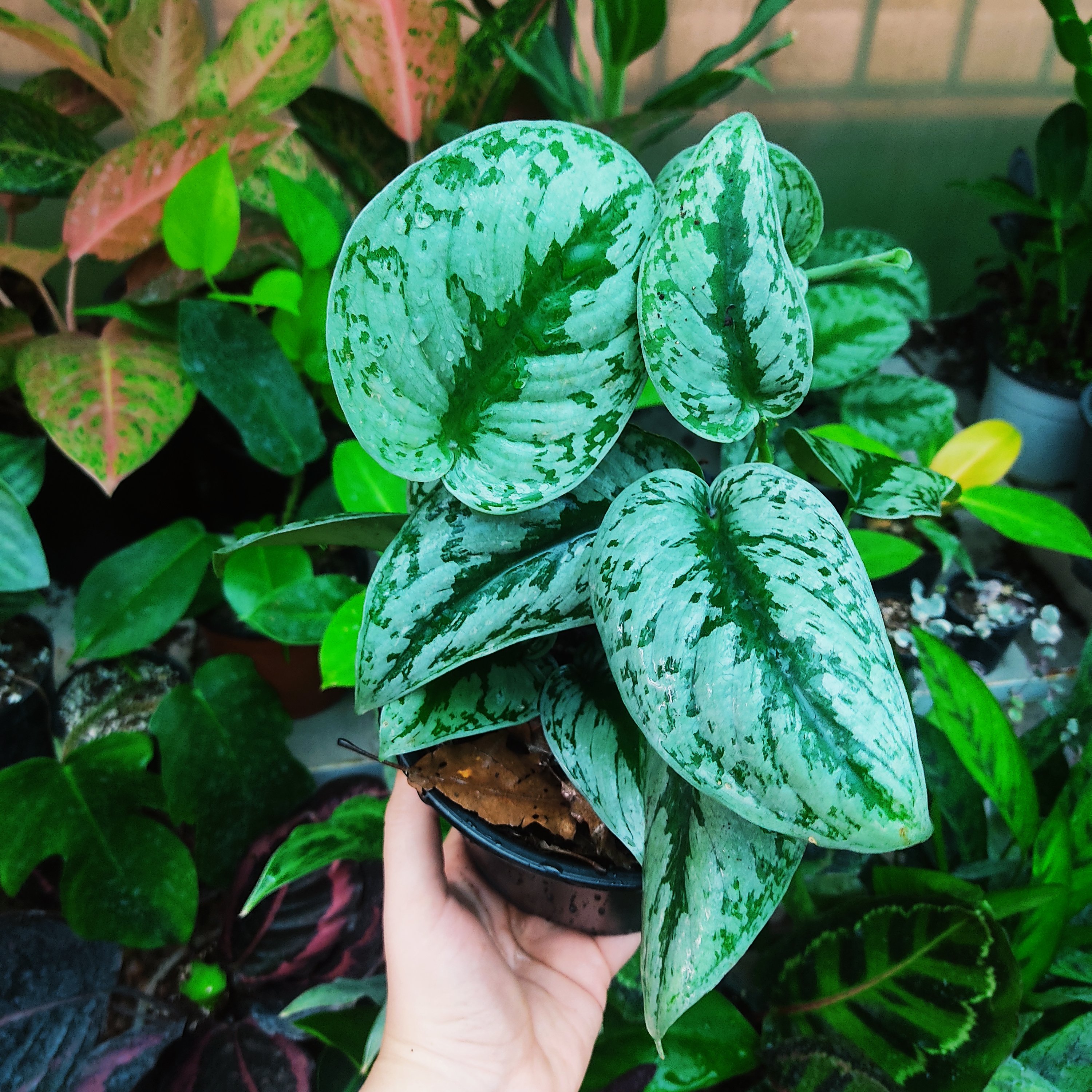 پتوس ببری گلدان پر چند بوته