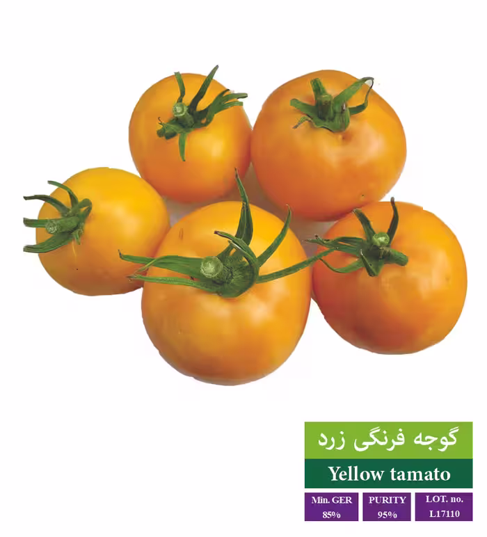 بذر گوجه فرنگی زرد - بذر طلایی رویان