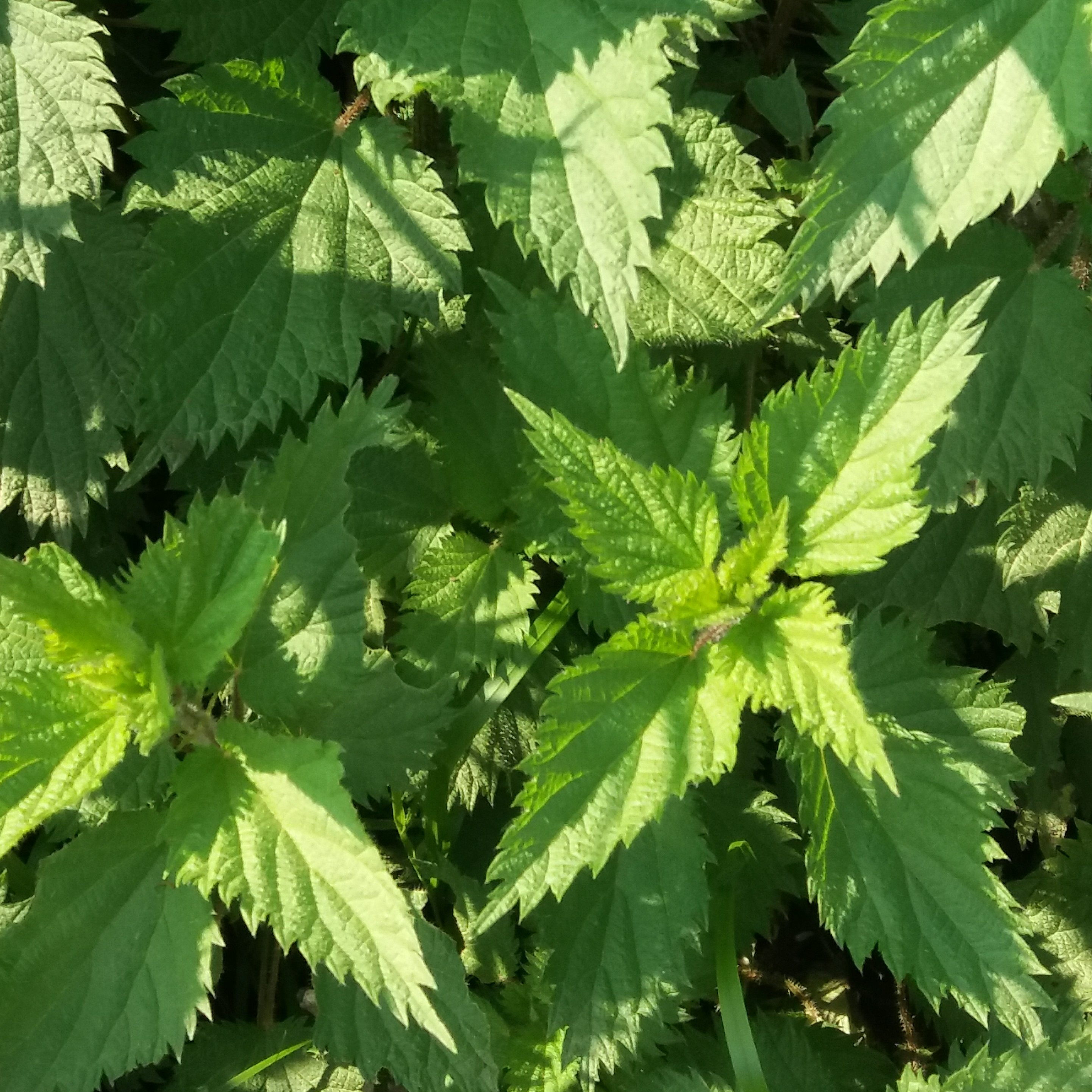 گزنه خشک 250گ